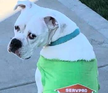 Snow Young, team member at SERVPRO of Western O'Fallon / Wentzville